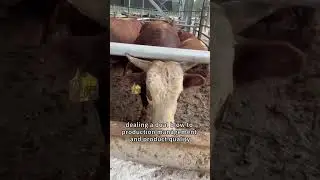 Nanjing Essence Livestock Fly Control