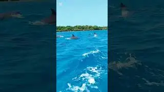 🐬 Wasini Island Dolphin Safari &ndash; A Day in Paradise #ViralShorts #Trending #Explore #youtubeshorts
