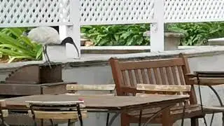 Brisbane wildlife in the city