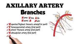 axillary artery branches mnemonic