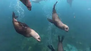 Diving with seals off of Montague Island!