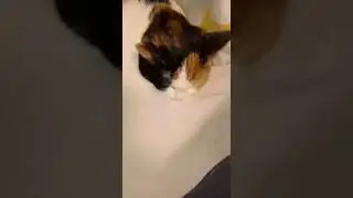 Антишкола #cat #диско #party #приколы #котики #новыйгод