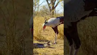 Secretary Bird vs snake! #wildlife #youtubeshorts #birds