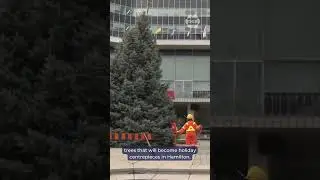 Гигантская рождественская ель из голубой ели установлена ​​в здании мэрии Гамильтона.