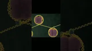 DNA structure and chromosome#biology#cellanatomy