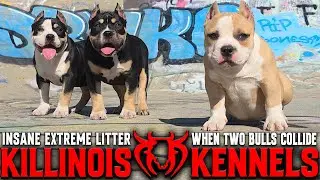 AMERICAN BULLY PUPPIES FROM THE WORLD FAMOUS KILLINOIS KENNELS!!