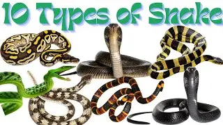 10 different types of snakes and it's amazing fact with vocabulary. Preschool & kids education video