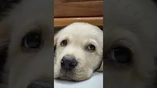 Cute white puppy sleeping under sofa 🛋️
