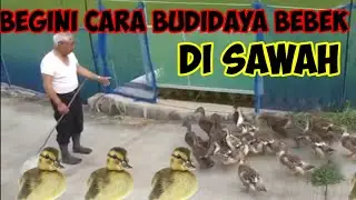 Cara Orang Jepang Budidaya Bebek Di Sawah Panen Bebek Juga Panen Padi🦤🦤