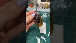 Preserving a dead Violin Beetle from Indonesia #entomology #insects #responsiblysourced