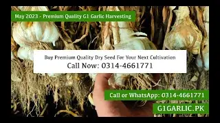G1 Garlic Harvesting May 2023 and Dry Seed Booking