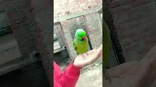 Ye mithu talking parrot cute 🥰 #parrot #birds #talkingparrot #cute #viral #trending #shorts