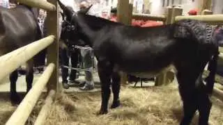 chevaux et &acirc;nes