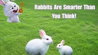 10 Amazing Rabbit Facts You Didn&rsquo;t Know 🐇 | WildWhisper