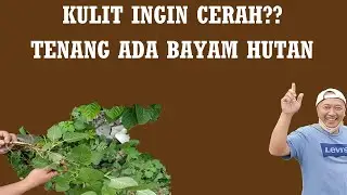 BAYAM HUTAN TUMBUH LIAR BANYAK MANFAAT