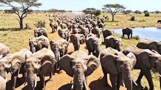 A Relaxing Walk on an African Safari: Lions, Leopards, African Elephants