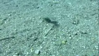 Canon PowerShot S100 Underwater footage