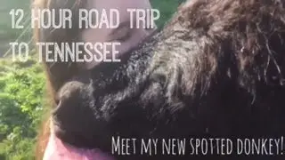 12 HOUR ROAD TRIP WITH DONKEYS TO TN + MEET MY NEW DONKEY ♡