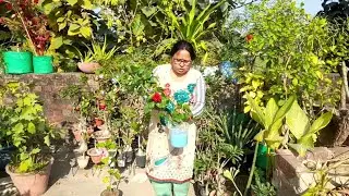5 तरह के कलर रॉकतोजावा गडैल की केयर कैसे करें #hybridhibiscus #maacreativekitchengarden