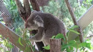 Nature, wildlife, travel: Port Stephens Koala Sanctuary, Australia