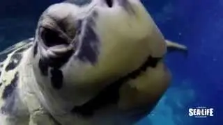 Come face to face with Green sea turtles at SEA LIFE London Aquarium!