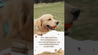 Surprising Tips to Keep Your Dog Happy and Healthy | Must-Know Secrets for Dog Owners 20