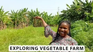 Tour of a Vegetable Farm in Ogun State