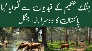 Pakistan's 2nd largest jungle | Chichawatni Jungle| Chichawatni Forest