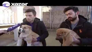Milli it cinsi - QURDBASAR