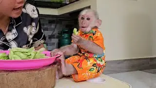 Very cute tiny monkey family