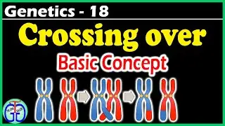 Genetics 18 - Crossing over or Gene Exchange (पारगति या जीन विनिमय)