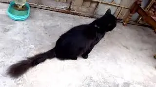 Miww miww