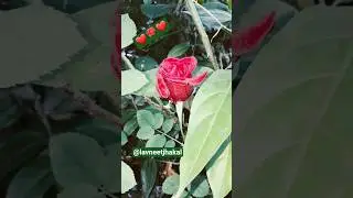 Red Rose ❤🌹🌄 #short #lavneetjhakal #gardening #rose #flowering #plants #flowers #premanandjimaharaj