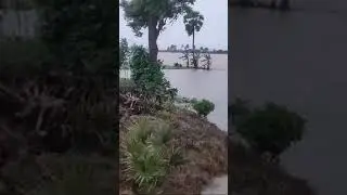 paddy damage field
