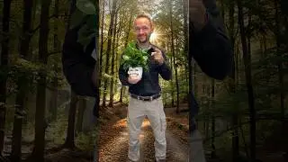 Das Click A Tree Deutschland Projekt #nachhaltigkeit #sustainability #sdgs #csr #baum