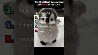 RANKING Best CUTE Animal Videos EVER In HISTORY!😻