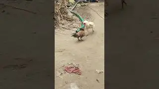 Aseel rooster murga fight #aseel #roosterfarm #aseelmurga #birds #chicken #aseelmurgafight #ytshorts