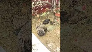 Backyard : 😀a group meeting or a group soil bath 🛀? #pets #backyardlife #chicken