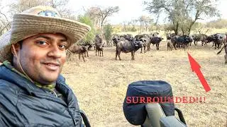 DAY 2 MORNING DRIVE!!! VIRTUAL SAFARI /// Klaserie Private Nature Reserve