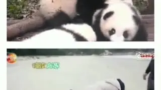 Dyshen 😍twining WITH the pandas🐼🐼🐼