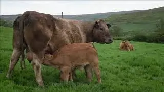 Limousin cow with twins