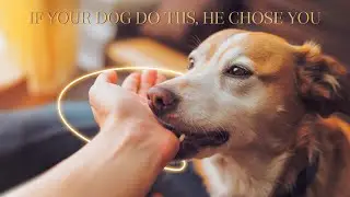 7 Signs Your Dog's BOND Is Deeper Than You Think
