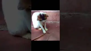 Funny Cat vs Coconut Leaf &ndash; Hilarious Playtime - Short