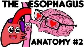 The Esophagus: Anatomy PART 2