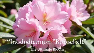 Azalea Colors Are Stunning! Check Out These Gorgeous Spring Flowers!|Azalea Varieties