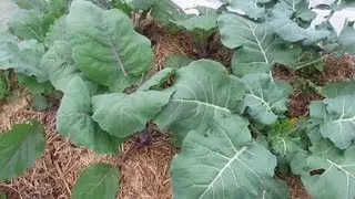 Straw bale garden update.. Peas, bees & compost worms.. 11th June..