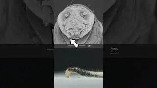 Fleas - eggs, larvae, and adults!  #science #insects