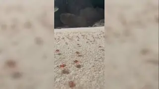 Millions of baby red crabs continue migration in Australia