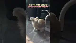 Douyin cute colection EP.1 #cute #douyin #pets #shorts