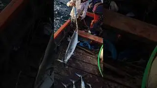 The Ultimate King Mackerel Fishing Adventure in Mangrol
